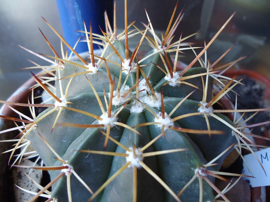 [Foto de planta, jardin, jardineria]