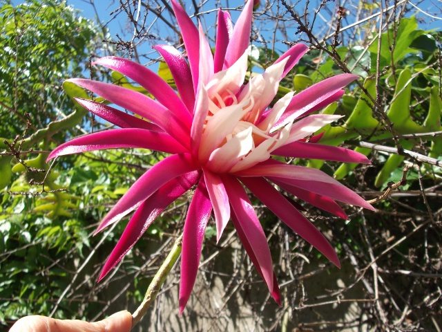 [Foto de planta, jardin, jardineria]