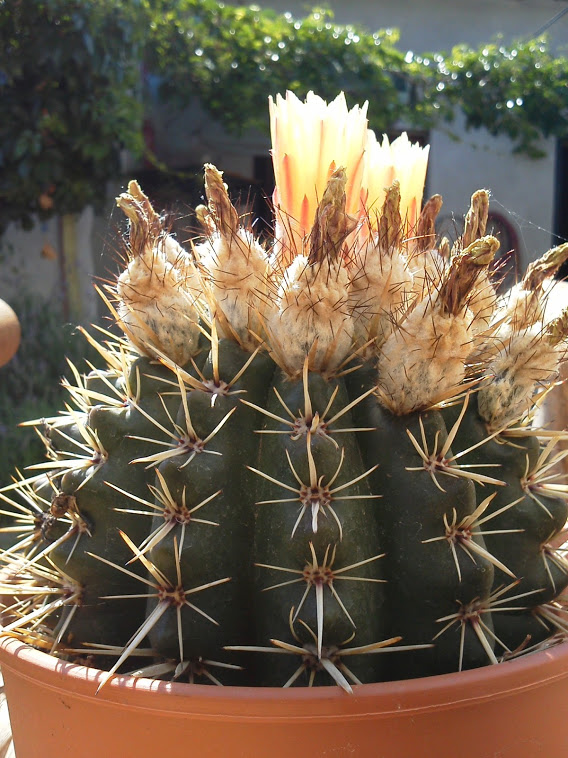 [Foto de planta, jardin, jardineria]