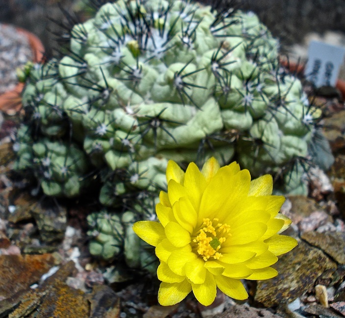 [Foto de planta, jardin, jardineria]