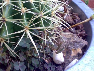 [Foto de planta, jardin, jardineria]