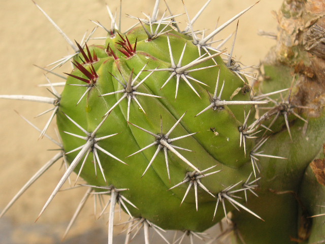 [Foto de planta, jardin, jardineria]