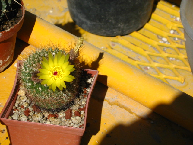 [Foto de planta, jardin, jardineria]