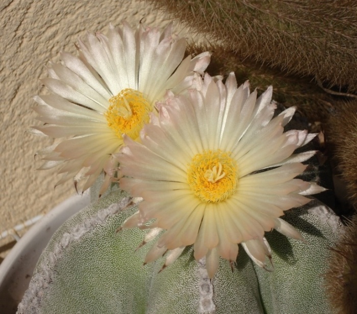 [Foto de planta, jardin, jardineria]