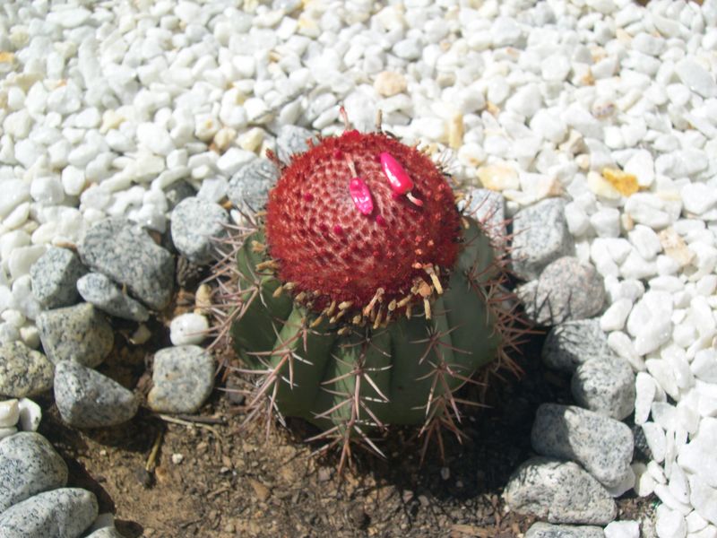 [Foto de planta, jardin, jardineria]