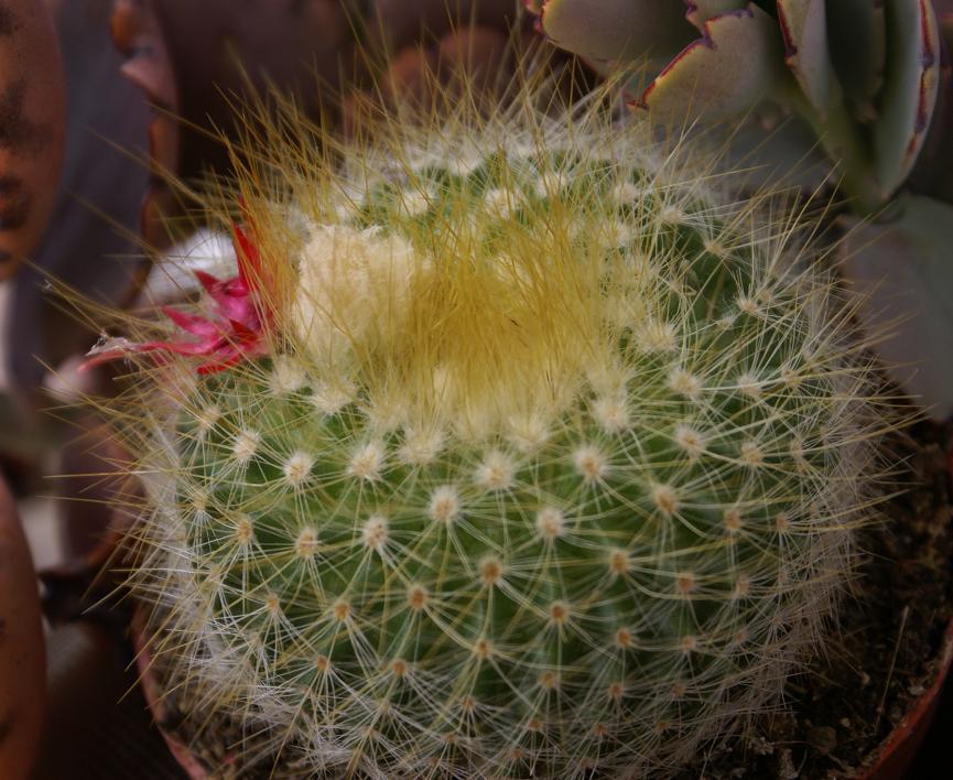 [Foto de planta, jardin, jardineria]