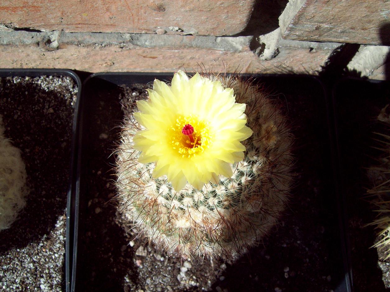 [Foto de planta, jardin, jardineria]