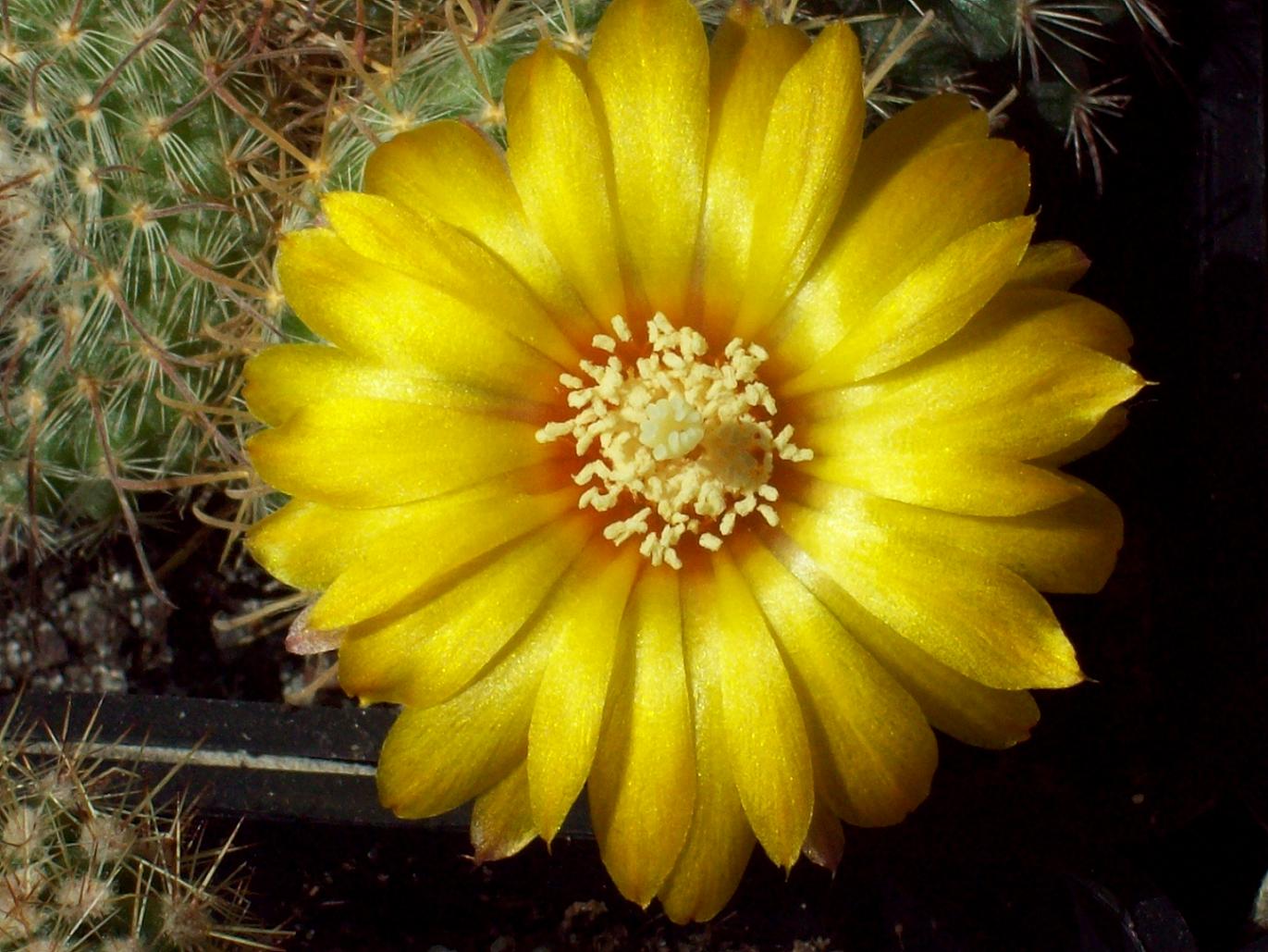 [Foto de planta, jardin, jardineria]