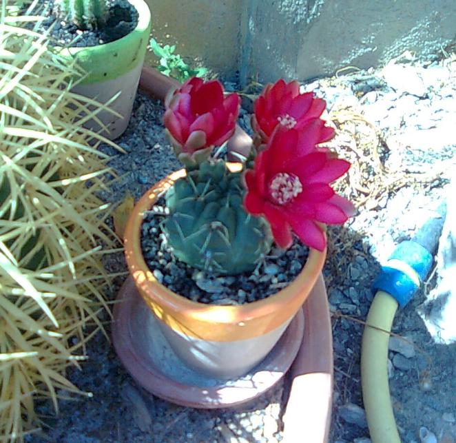 [Foto de planta, jardin, jardineria]