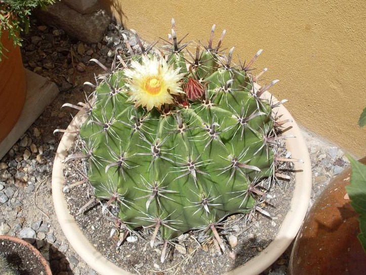 [Foto de planta, jardin, jardineria]