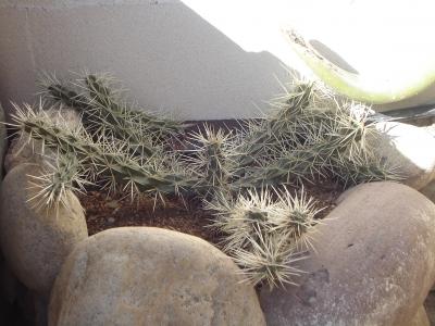 [Foto de planta, jardin, jardineria]