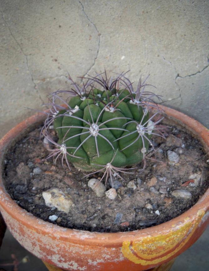 [Foto de planta, jardin, jardineria]