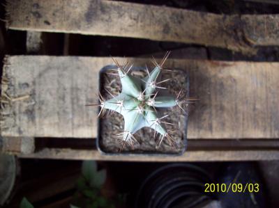 [Foto de planta, jardin, jardineria]