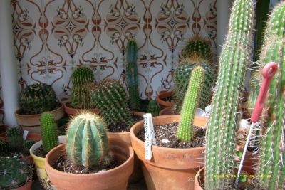 [Foto de planta, jardin, jardineria]