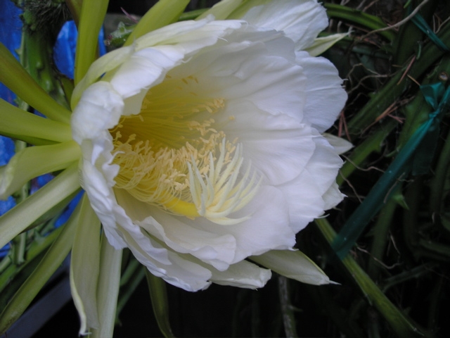 [Foto de planta, jardin, jardineria]