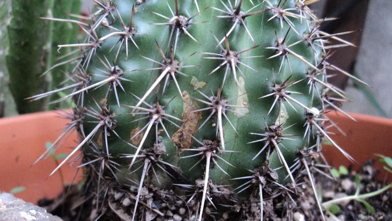 [Foto de planta, jardin, jardineria]