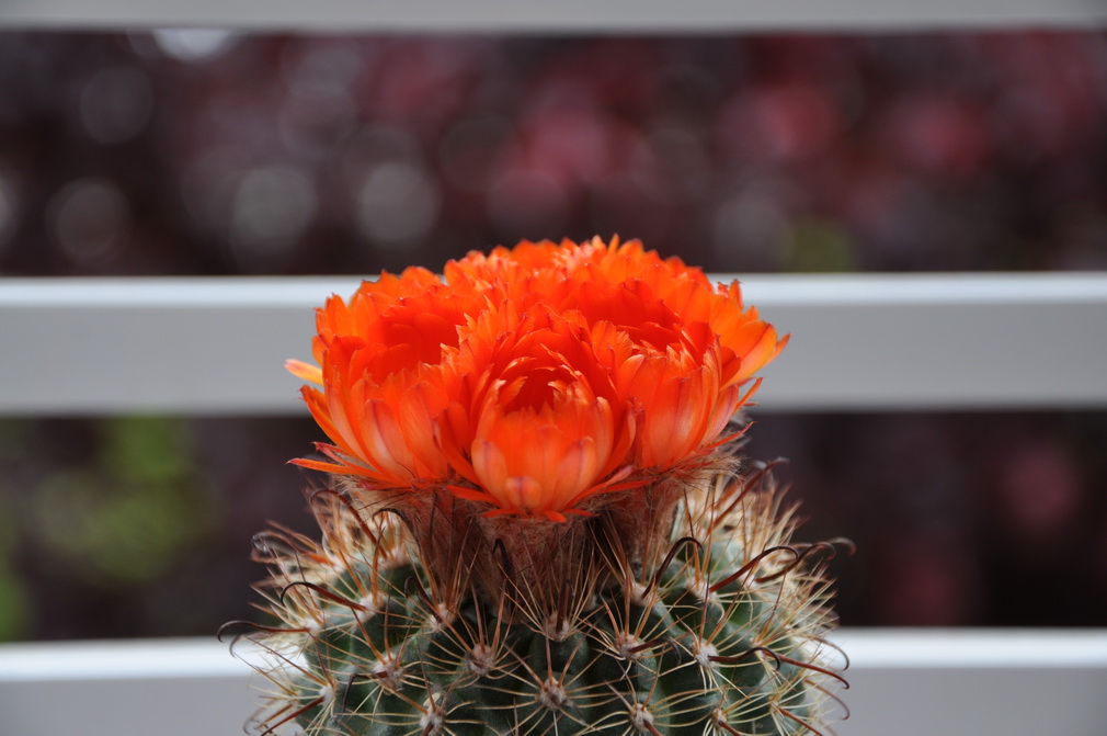 [Foto de planta, jardin, jardineria]