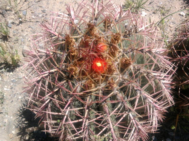 [Foto de planta, jardin, jardineria]