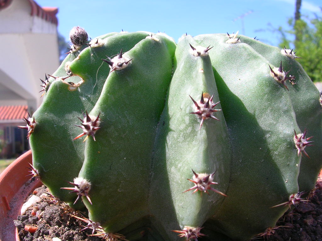 [Foto de planta, jardin, jardineria]