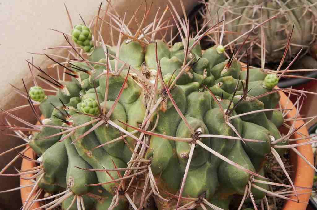 [Foto de planta, jardin, jardineria]