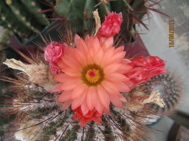 [Foto de planta, jardin, jardineria]