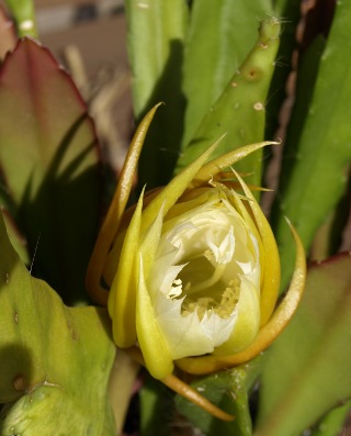 [Foto de planta, jardin, jardineria]