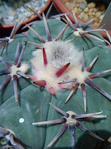 [Foto de planta, jardin, jardineria]