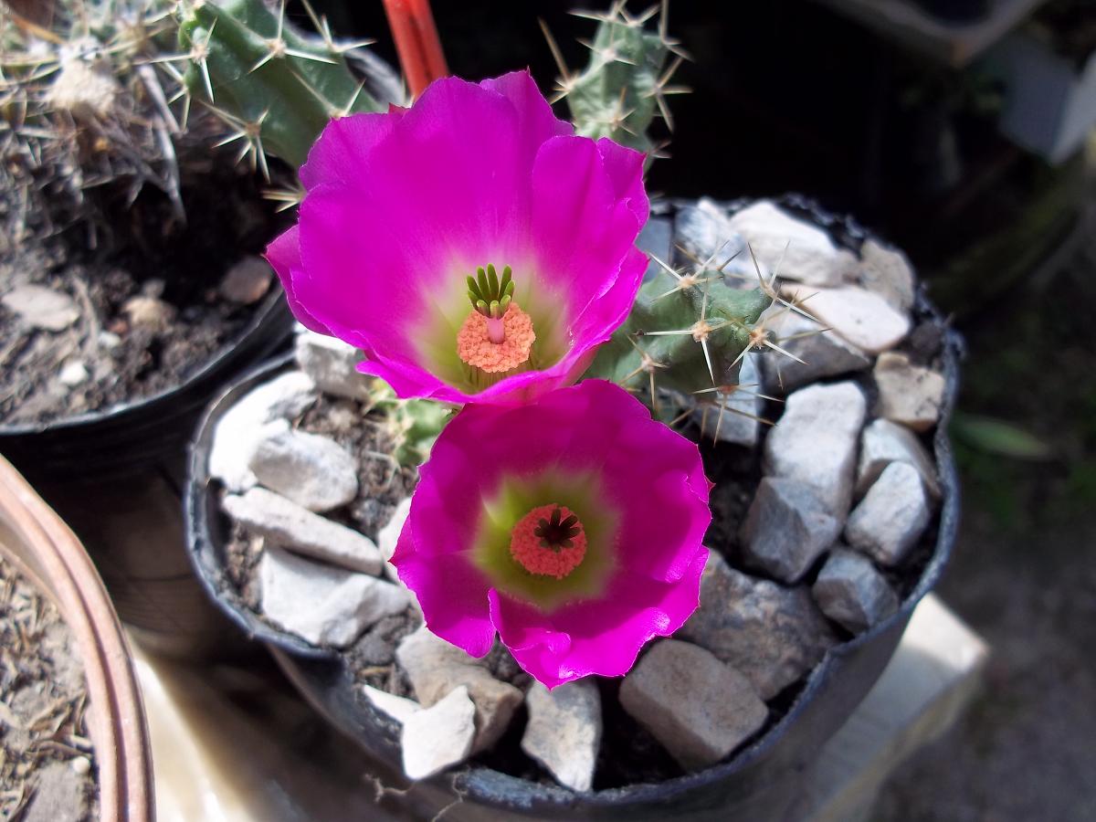 [Foto de planta, jardin, jardineria]