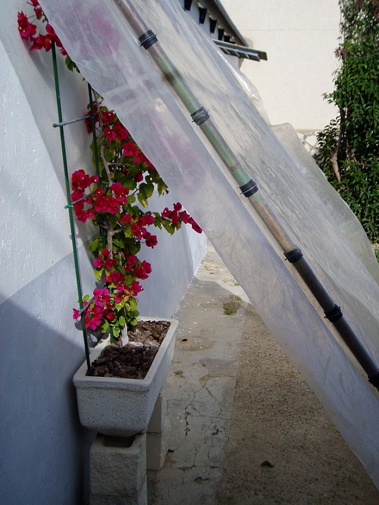 [Foto de planta, jardin, jardineria]