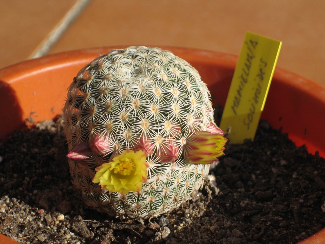 [Foto de planta, jardin, jardineria]