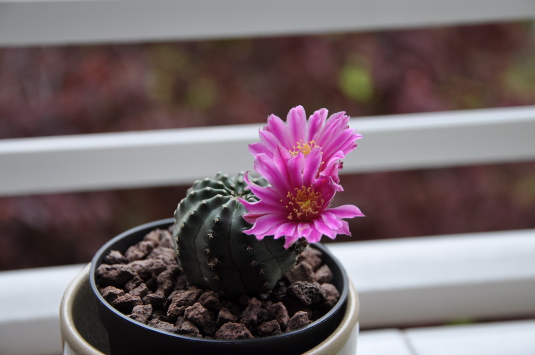 [Foto de planta, jardin, jardineria]