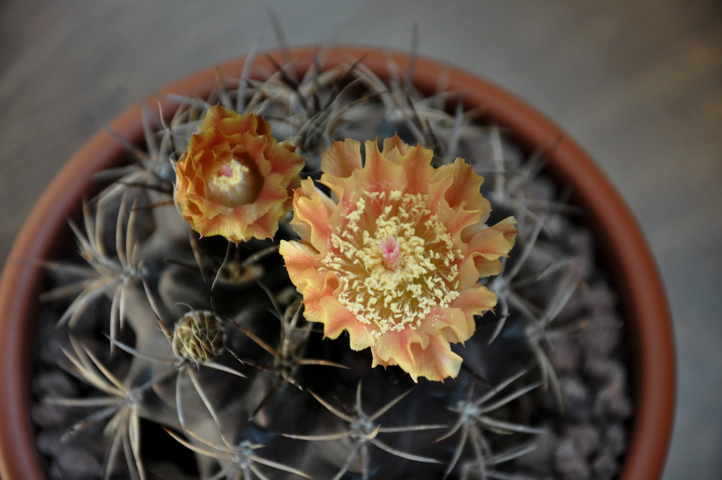 [Foto de planta, jardin, jardineria]