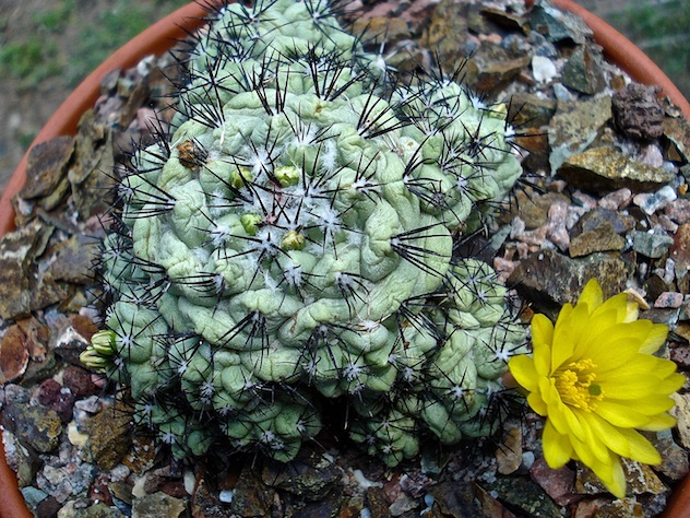 [Foto de planta, jardin, jardineria]