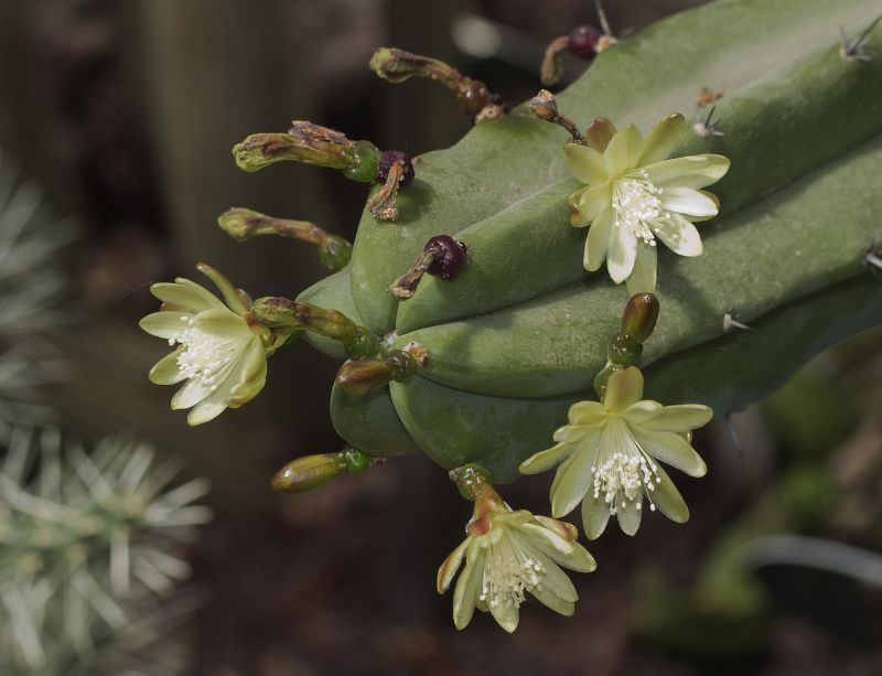 [Foto de planta, jardin, jardineria]