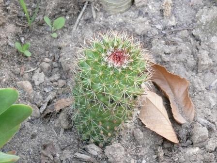 [Foto de planta, jardin, jardineria]