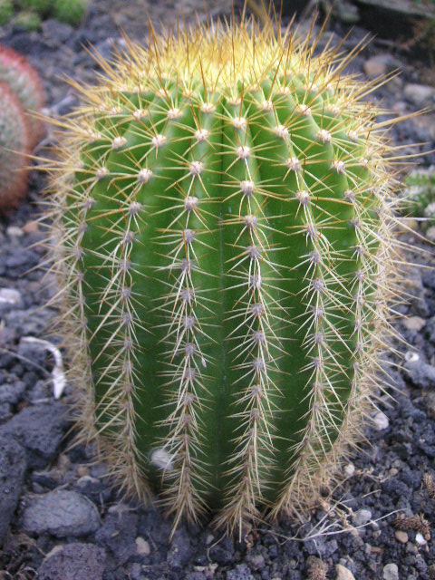 [Foto de planta, jardin, jardineria]