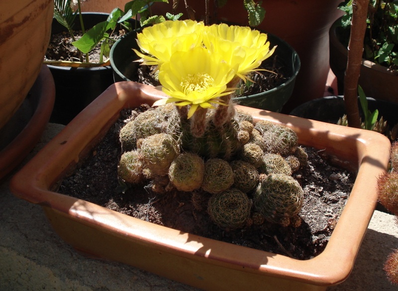 [Foto de planta, jardin, jardineria]