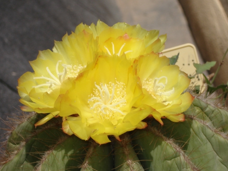 [Foto de planta, jardin, jardineria]