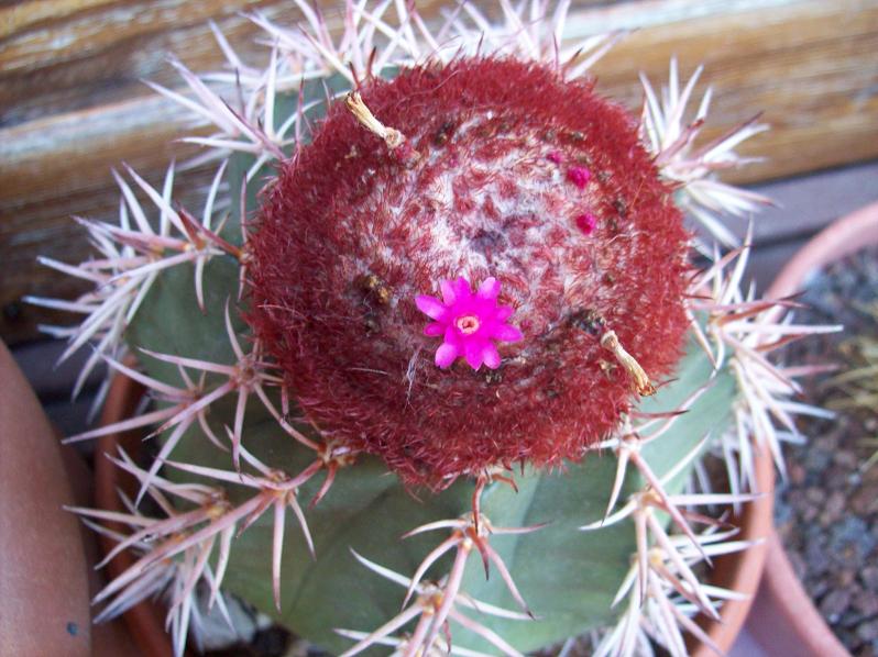 [Foto de planta, jardin, jardineria]