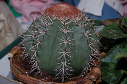 [Foto de planta, jardin, jardineria]