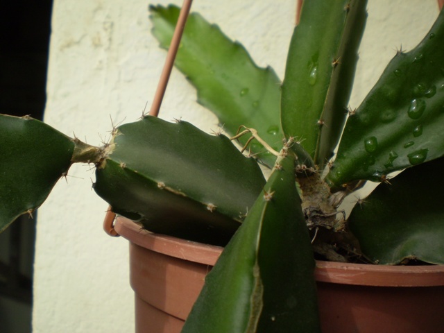 [Foto de planta, jardin, jardineria]