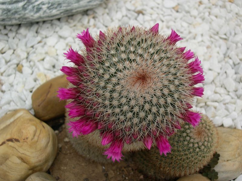 [Foto de planta, jardin, jardineria]