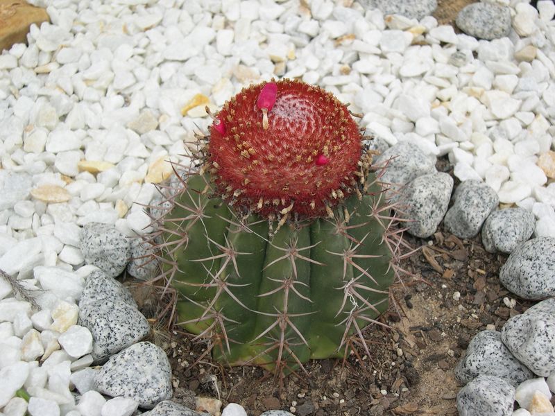 [Foto de planta, jardin, jardineria]