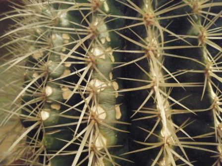 [Foto de planta, jardin, jardineria]