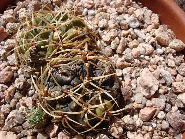 [Foto de planta, jardin, jardineria]