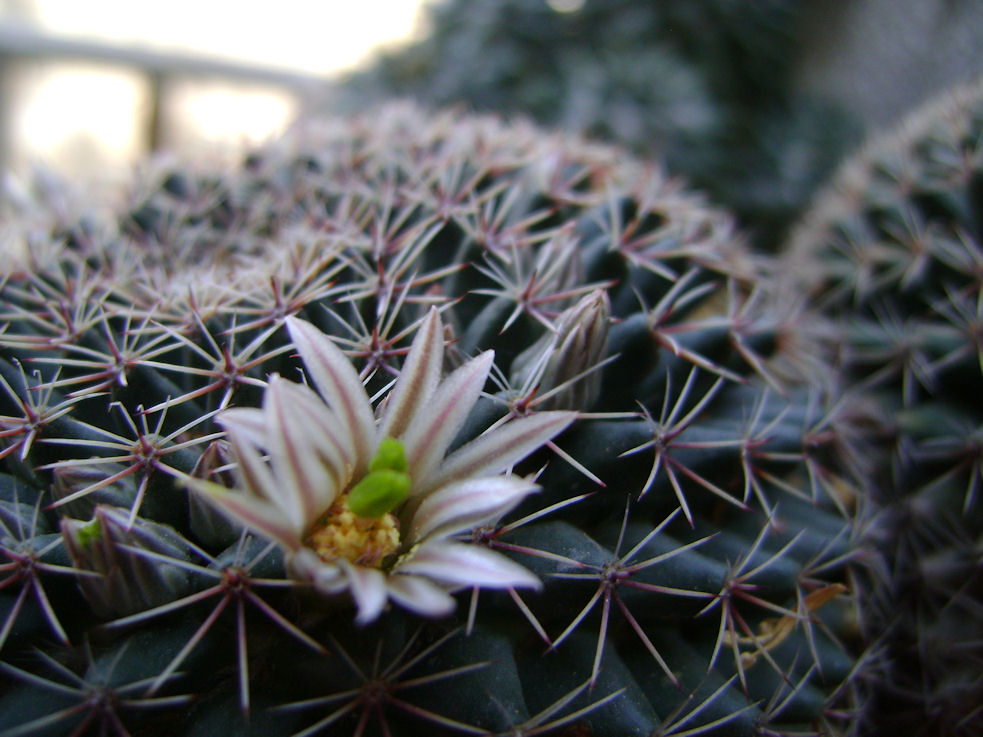 [Foto de planta, jardin, jardineria]