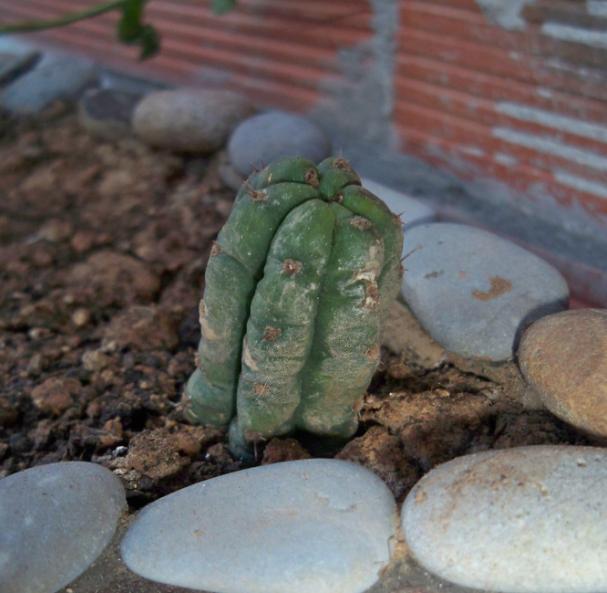 [Foto de planta, jardin, jardineria]