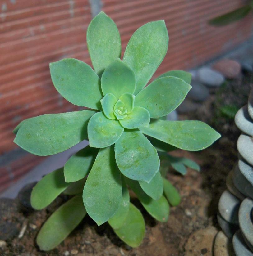 [Foto de planta, jardin, jardineria]