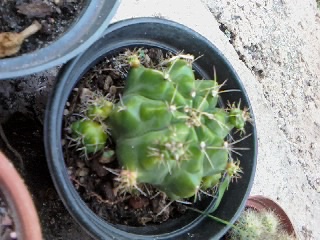 [Foto de planta, jardin, jardineria]