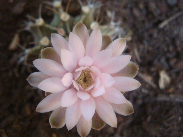 [Foto de planta, jardin, jardineria]